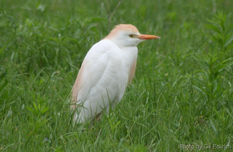 Cattle Egret 041407 